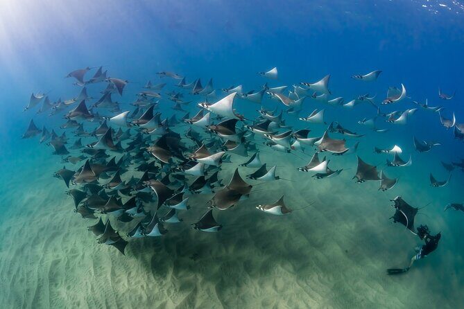 2 Dives in the Cabo Marine Park - Cabo Marine Park, but with breathing room