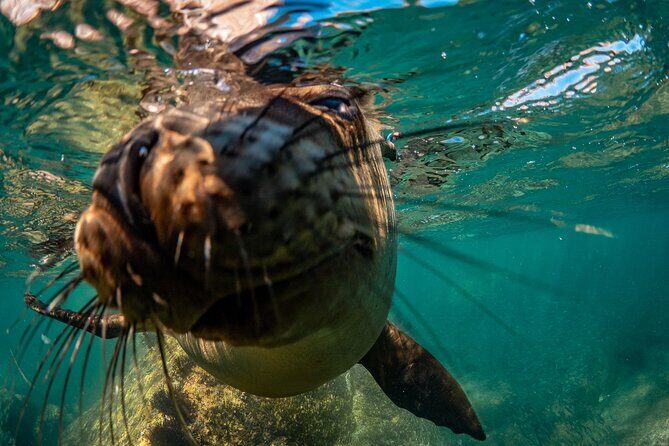 2 Dives in the Cabo Marine Park - Snacks, water, and a boat ride that doesn’t steal your time