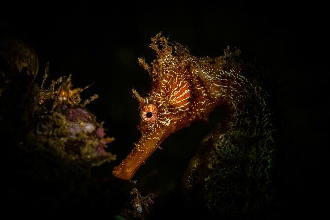 2 Dives in the Cabo Marine Park - Gear logistics: what you need to bring vs. rent