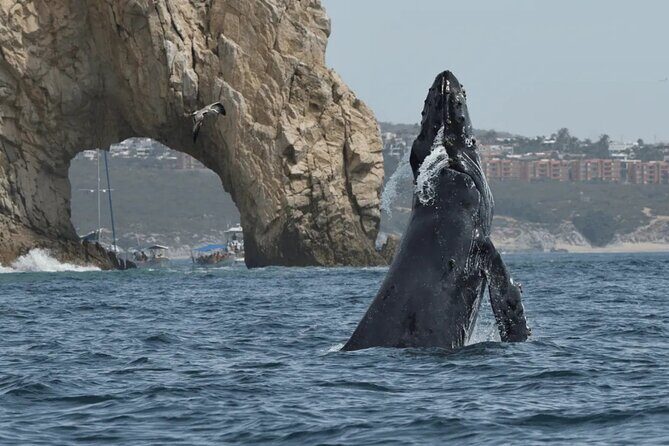 2-Hour Shore Excursion | Arch, Lover’s Beach & Whale Encounters - Lover’s Beach (Playa del Amor): more than a name on a map