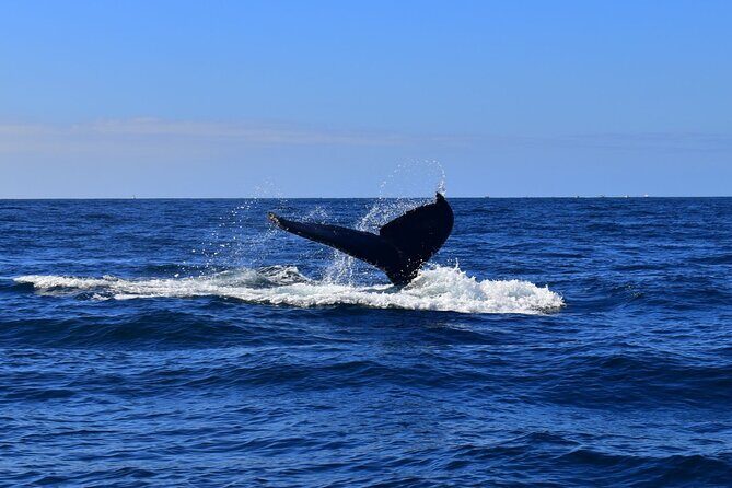 2-Hour Shore Excursion | Arch, Lover’s Beach & Whale Encounters - Whale watching in open water: how the captain finds the action