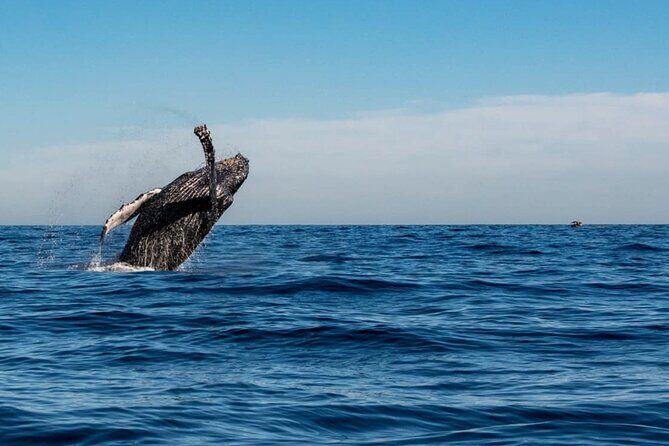 2-Hour Shore Excursion | Arch, Lover’s Beach & Whale Encounters - The return cruise: closing the loop near the port