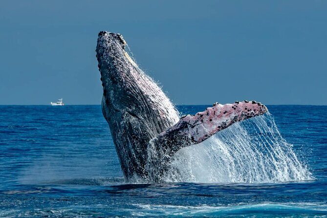 2-Hour Shore Excursion | Arch, Lover’s Beach & Whale Encounters - What to expect onboard (and what to pack for the basics)