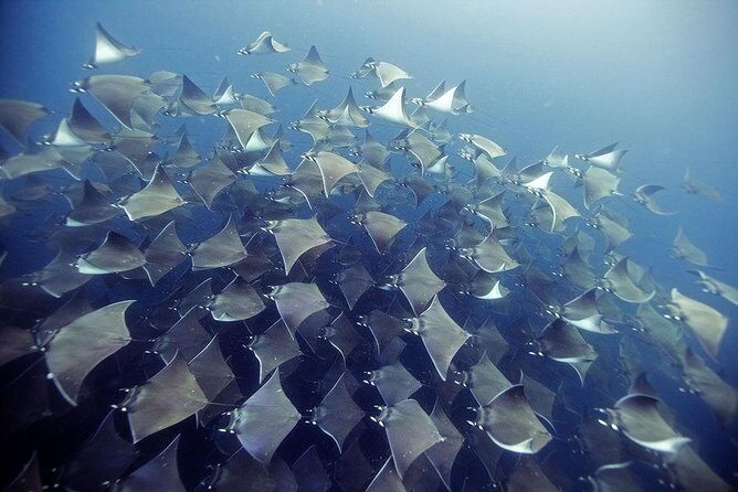 2 Tank Dive - Certified Divers (Santa Maria Bay & Chileno Bay) - Key highlights at a glance