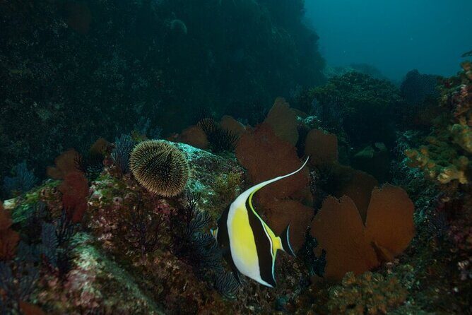 2 Tank Dive - Certified Divers (Santa Maria Bay & Chileno Bay) - What 40 minutes on the water actually buys you