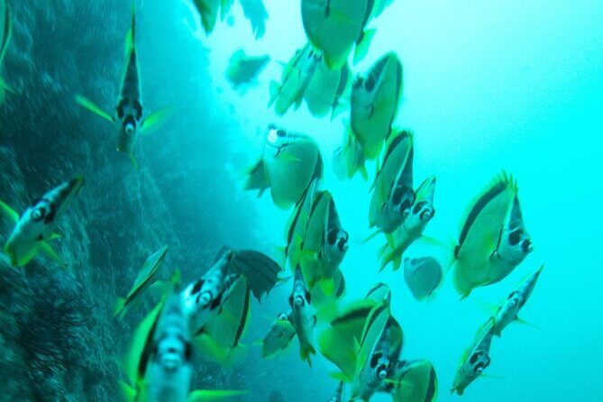 2 Tank Dive - Certified Divers (Santa Maria Bay & Chileno Bay) - Price and what you’re really getting for $140