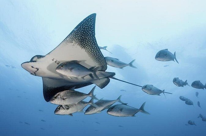 2 Tank Dive - Certified Divers (Santa Maria Bay & Chileno Bay) - Photos, snacks, and the details that save your day