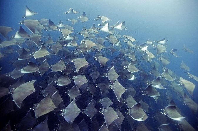 2 Tank Dive - Certified Divers (Santa Maria Bay & Chileno Bay) - Certification requirements and who this is best for