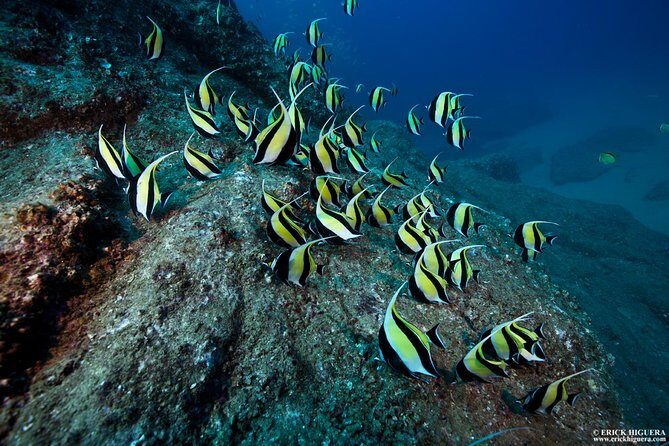 2-Tank Scuba Dive in Cabo San Lucas Reserve for Certified Divers - Why Cabo San Lucas’s Bay Is the Star Here