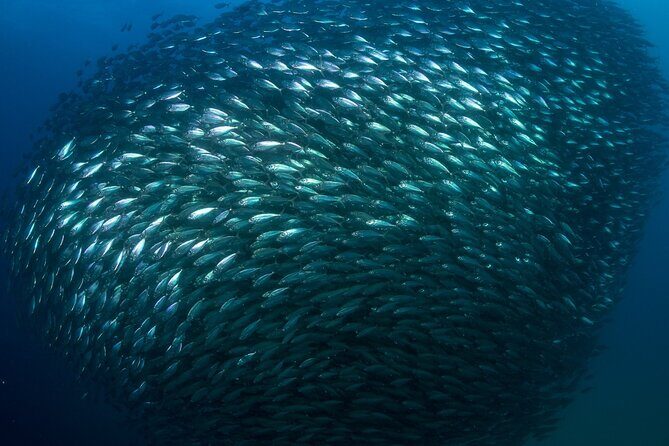 2-Tank Scuba Dive in Cabo San Lucas Reserve for Certified Divers - Between Tanks: Lover’s Beach, The Arch, and Sea Lion Territory