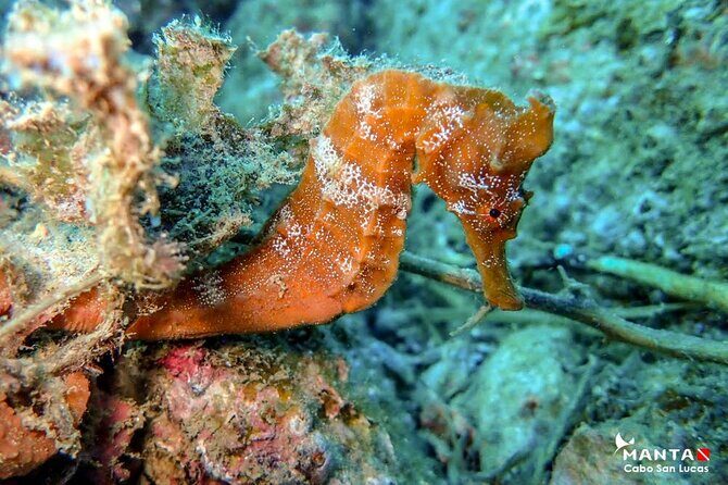 2-Tank Scuba Dive in Cabo San Lucas Reserve for Certified Divers - Second Tank: Healthy Marine Life in Calm Bay Conditions