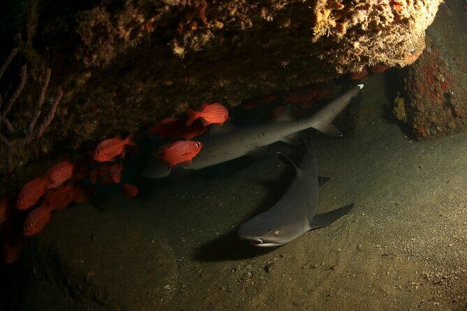 2-Tank Scuba Dive in Cabo San Lucas Reserve for Certified Divers - Guide Quality, Safety Culture, and Small-Group Attention