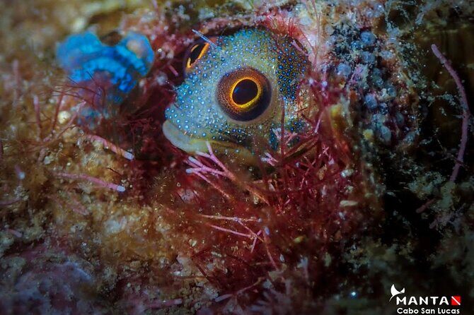 2-Tank Scuba Dive in Cabo San Lucas Reserve for Certified Divers - Price Breakdown: What $138 Gets You (and When Gear Rental Hurts)