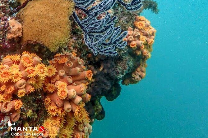 2-Tank Scuba Dive in Cabo San Lucas Reserve for Certified Divers - Weather Reality: All-Weather Operation, But Plan for Good Conditions