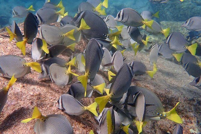 2-Tank Scuba in Marine Reserve and Corridor for Certified Divers - The Corridor in Cabo: why this two-stop combo works