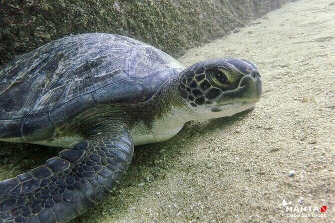 2-Tank Scuba in Marine Reserve and Corridor for Certified Divers - Guides on the water: what makes the experience feel organized