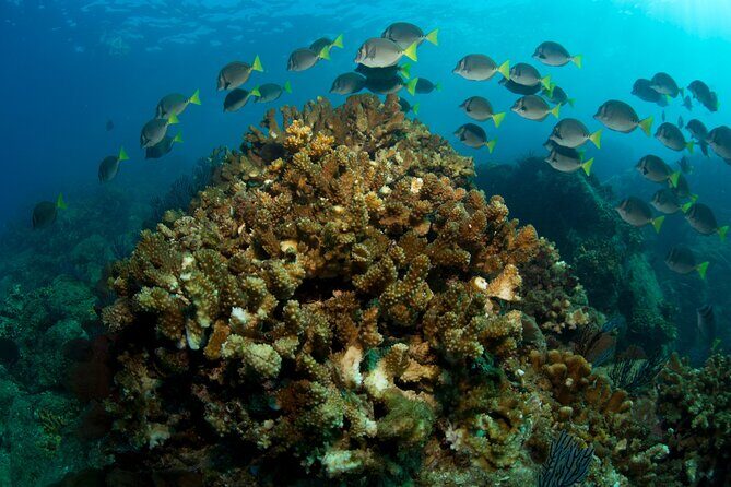 2-Tank Scuba in Marine Reserve and Corridor for Certified Divers - Tips for getting more from both underwater segments