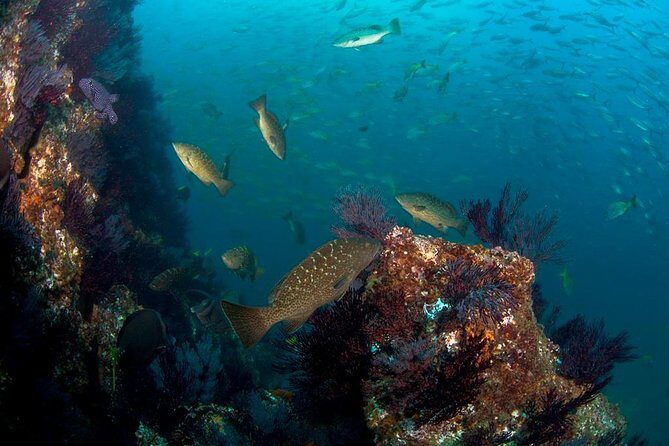 3-Tank Scuba in Marine Reserve and Corridor for Certified Divers - Start at Manta Scuba Diving: check-in and getting on the boat fast