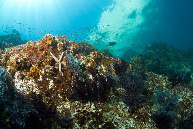 3-Tank Scuba in Marine Reserve and Corridor for Certified Divers - Boat comfort with max 6 travelers and small-group setups