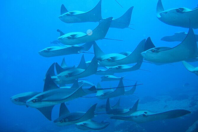 3-Tank Scuba in Marine Reserve and Corridor for Certified Divers - Gear, weights, and the $40 rental fee (plus salty-water tips)
