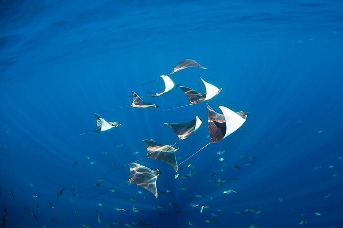 3-Tank Scuba in Marine Reserve and Corridor for Certified Divers - Underwater conditions to expect: currents, visibility, and temperature swings