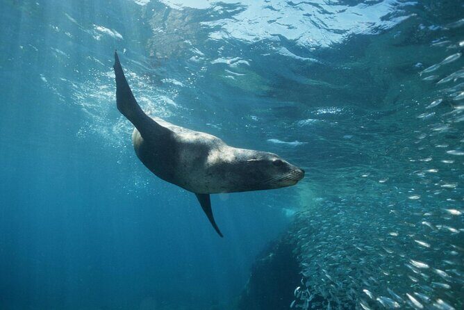 3-Tank Scuba in Marine Reserve and Corridor for Certified Divers - Who this tour fits best in Los Cabos