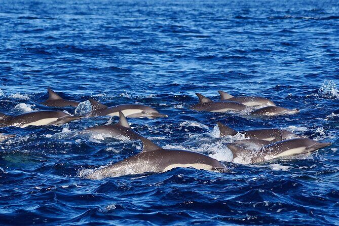 4-Hour Snorkeling Tour in Cabo San Lucas and Corridor - Pelican Rock for beginners: marine life without the long ride