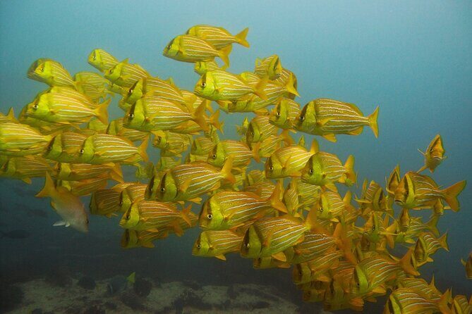 4-Hour Snorkeling Tour in Cabo San Lucas and Corridor - Start at CaboTrek Hotel Tesoro: easy logistics, no hotel shuttle