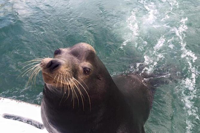 Arch Tour with Amazing Captain in Cabo San Lucas - Whale Watching Add-On in Dec to April