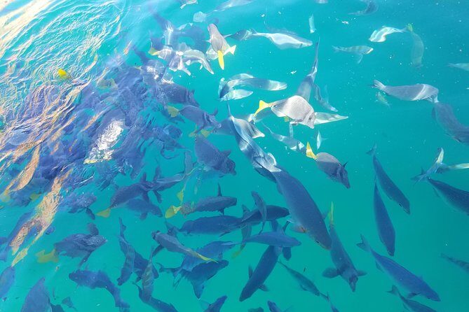Arch Tour with Amazing Captain in Cabo San Lucas - The 45-Minute Route: Rocks, Caves, and the Sea-Life Stuff