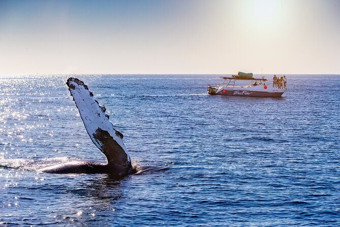 Bay Trip and the Arch of Cabo San Lucas - Oceanus Meeting Point: Getting Started Without Stress