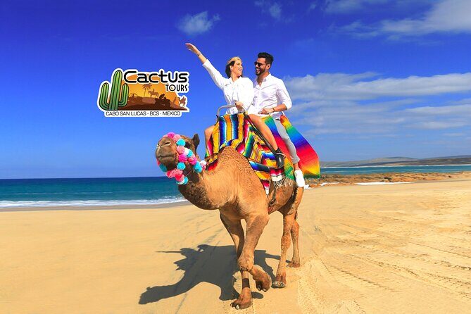 Beach Camel Ride and Encounter in Cabo - Inside Cactus Tours: Cactus + Ocean + Animal Care