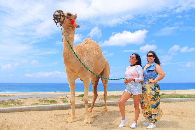 Beach CAN-AM SXS X3 and Camel Ride in Cabo - Playa Migriño camel encounter: dunes, Pacific views, and whale-season wonder