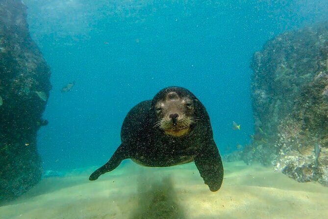 Beginner Scuba Diving in Cabo San Lucas - Skills practice first: where confidence comes from