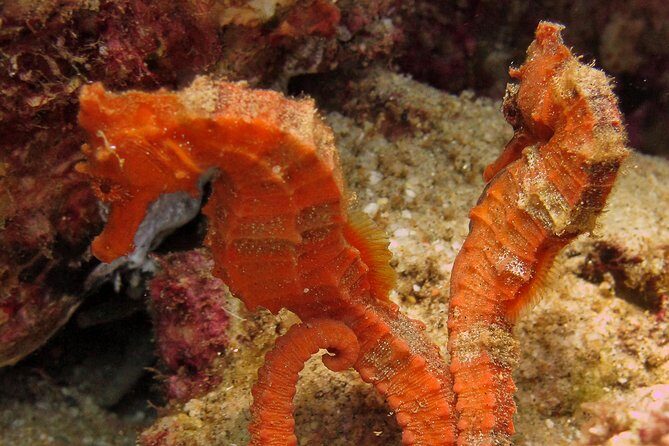Beginner Scuba Diving in Cabo San Lucas - Stop 2 at the Arch of Cabo San Lucas: what the underwater time feels like