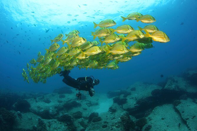 Beginner Scuba Diving in Cabo San Lucas - Meet at the marina: check-in, forms, and your instructor intro