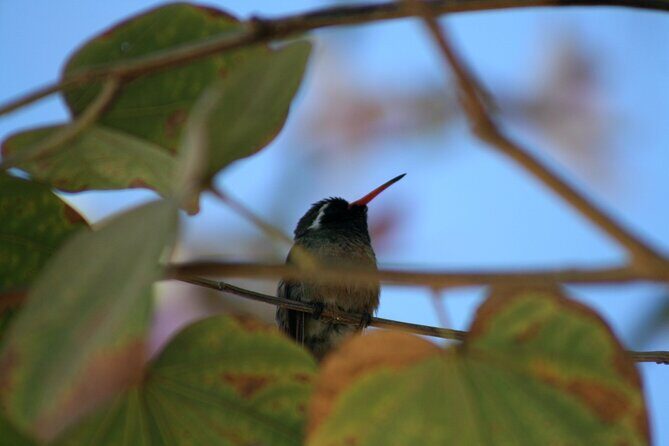 Birding San Jose Estuary Los Cabos Mexico - San Jose Estuary and Bird Sanctuary: land birds, scoping, and real ID help