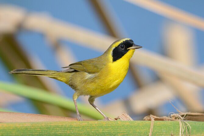 Birding San Jose Estuary Los Cabos Mexico - Your guide, scopes, and birding 101 skills you can use again