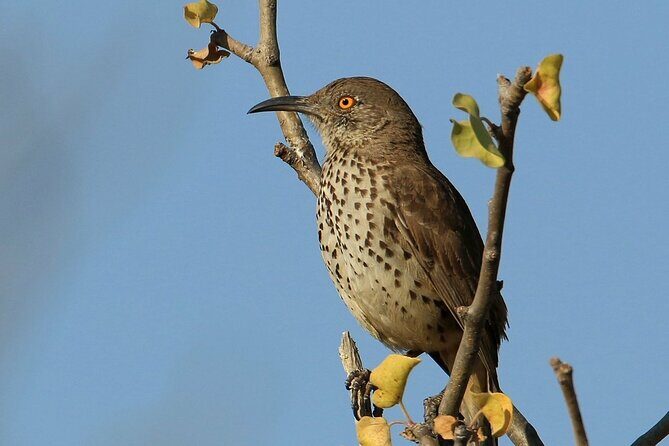 Birding San Jose Estuary Los Cabos Mexico - Who this tour fits best (and who might want a different style)