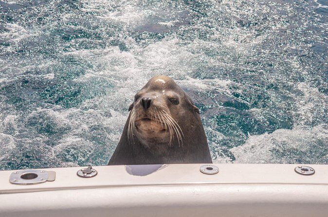 Boat Tour Snorkeling Tour with Guide, Drinks and Fruit - The First Act: 45 Minutes Around Cabo’s Iconic Landmarks