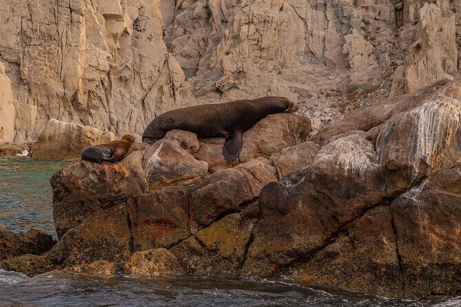 Boat Tour Snorkeling Tour with Guide, Drinks and Fruit - Where You Start: Pochos Cabos Activities at 9:30 am