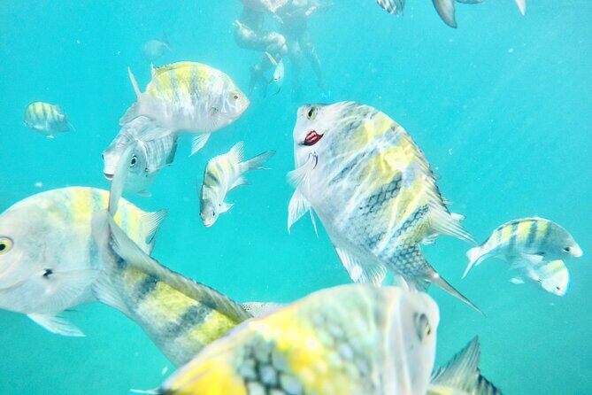 Cabo Blue Snorkeling Cruise, Open Bar and Lunch in Cabo San Lucas - Key Things to Know Before You Go