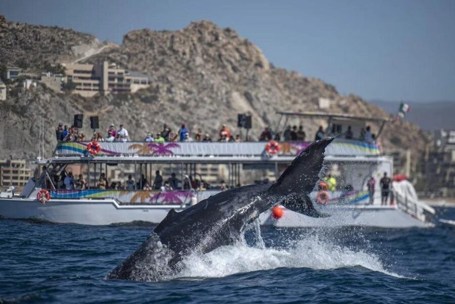 Cabo Boat Tour: Drinks, Lunch, Snorkeling, Dancing, and Transport - Lunch on Board: Mexican Buffet Meets Party-Time Convenience