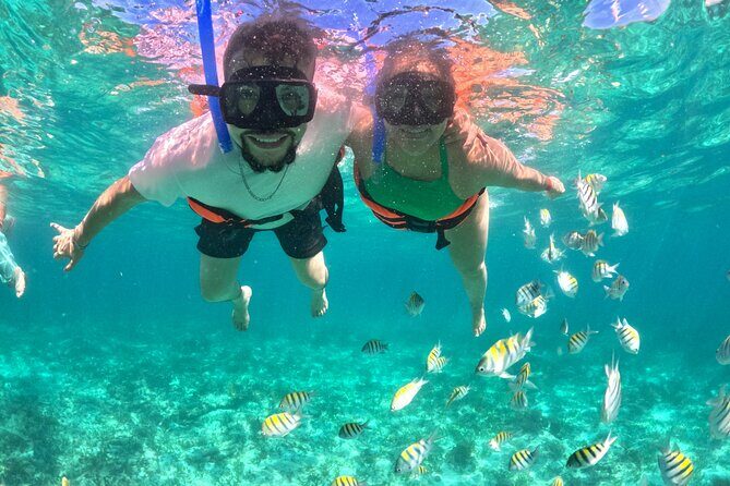 Cabo Catamaran Cruise – Arch, Snorkeling, Open Bar & Snacks - Wildlife-Spotting Rules: Dolphins, Sea Lions, and Birds