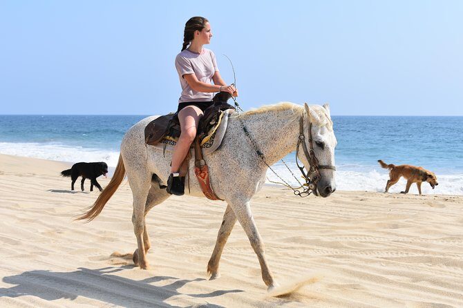 Cabo Desert Off-Road & Beach Horseback Combo and Tequila Tasting - Pickup, timing, and why your day might run longer than you expect
