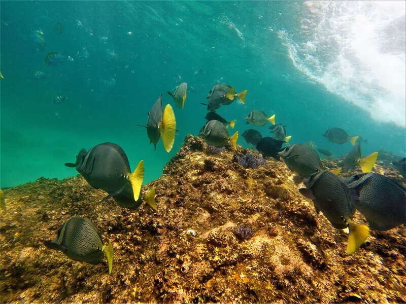 Cabo: Hidden Beach Day with Snorkeling in the Sea of Cortez - Price and Value: Is $72 Worth It?