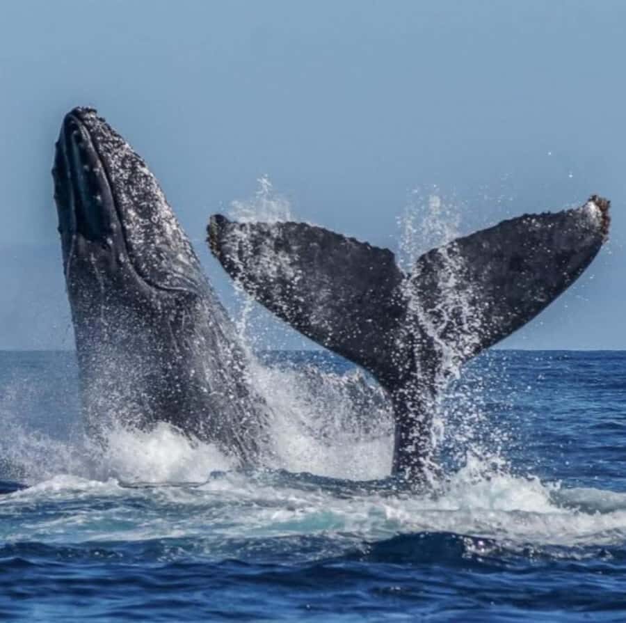 Cabo: Private Yacht Tour, Water Activities, Lunch & Drinks - Price and Value: How $699 for Up to 6 Works in Real Life