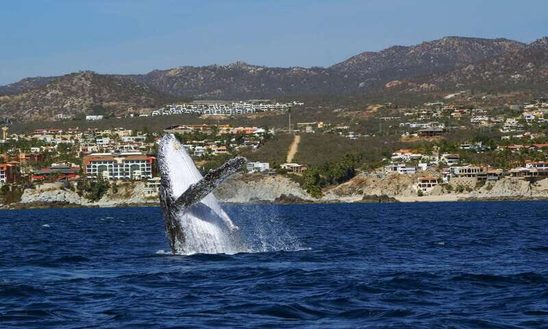 Cabo San Lucas: 2.5-Hour Whale Watching Tour - Small-group sailing (max 10): more room to see, less chaos on board