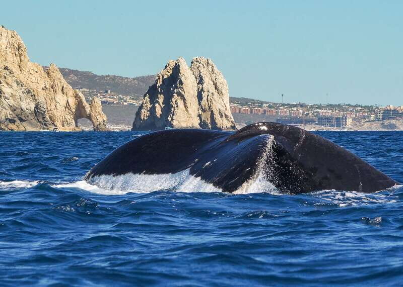 Cabo San Lucas: 2.5-Hour Whale Watching Tour - Price and value: does $109 make sense for Cabo whale watching?