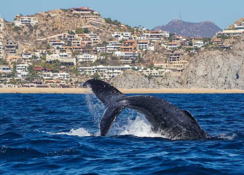Cabo San Lucas: 2.5-Hour Whale Watching Tour - Packing and comfort for a winter boat ride in Baja
